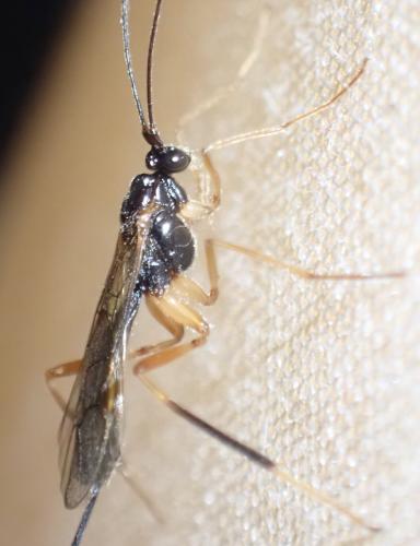 Macrocentrus sp.